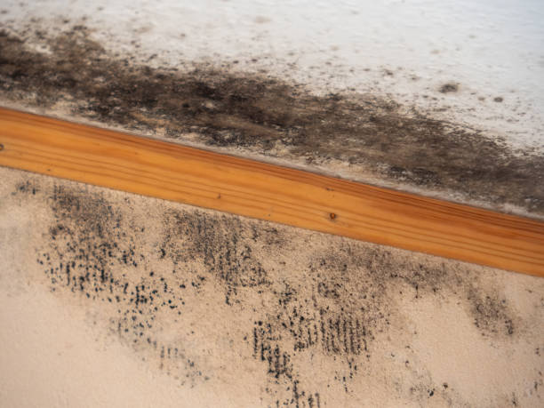 Mold Removal for HVAC Installations in Saratoga Springs, UT